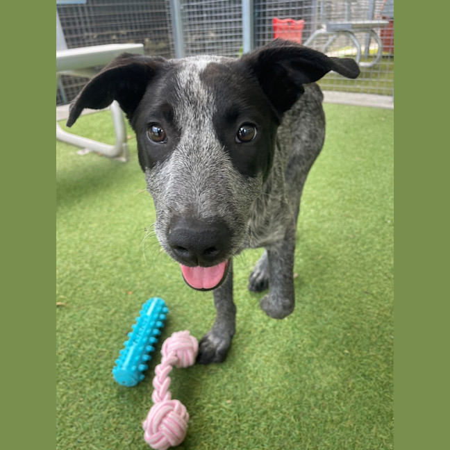 Photo of D1216 Panda