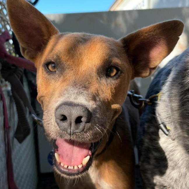 Photo of Diesel