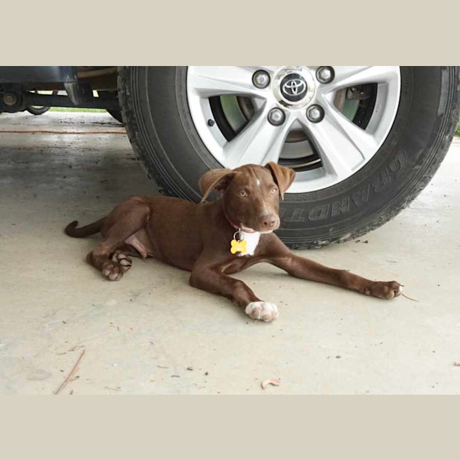 Photo of Scotch