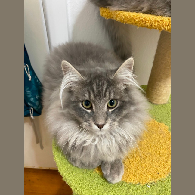 Photo of Chilli & Campbell