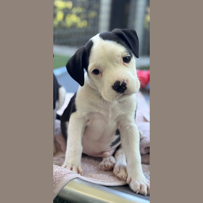 Photo of D1221 Lando