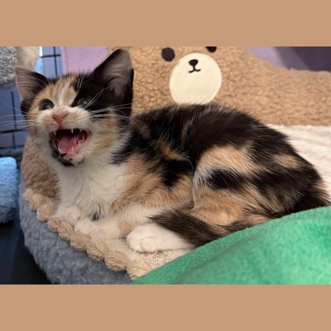 Photo of Wynter 🌺