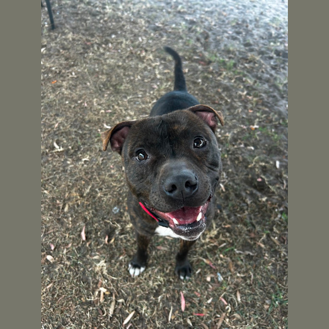 Photo of Blaze   22 Month Old Staffy (Trial 12/1)
