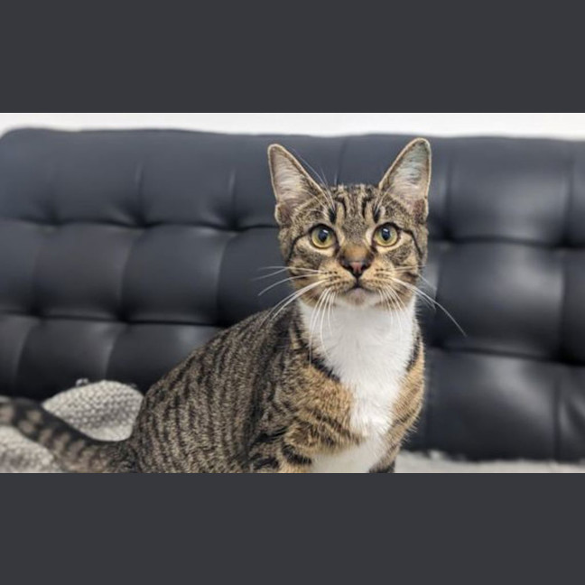 Photo of Spartacus