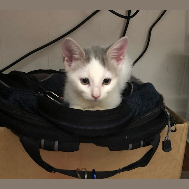 Photo of Lulu