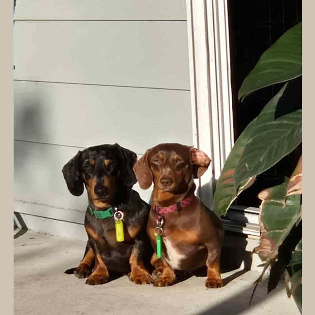 Photo of Dasher And Buddy