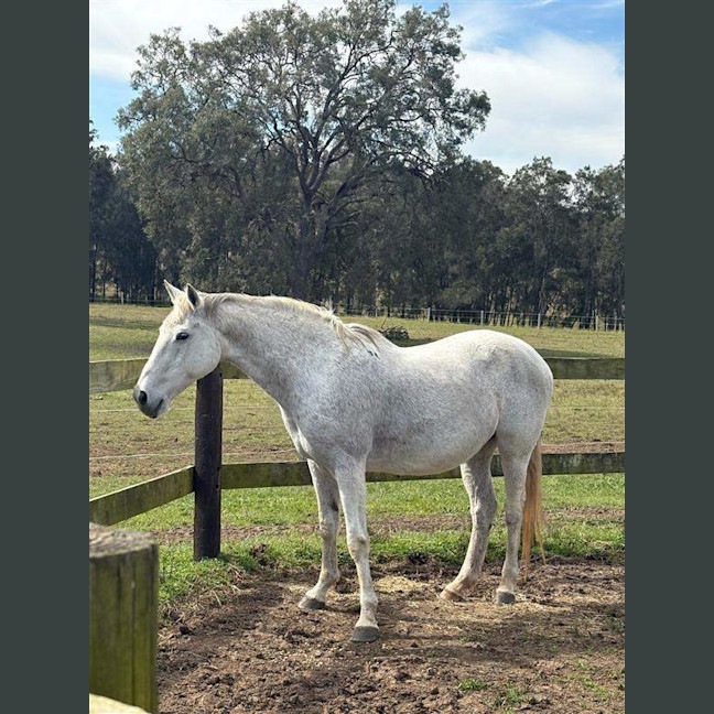 Photo of Willow