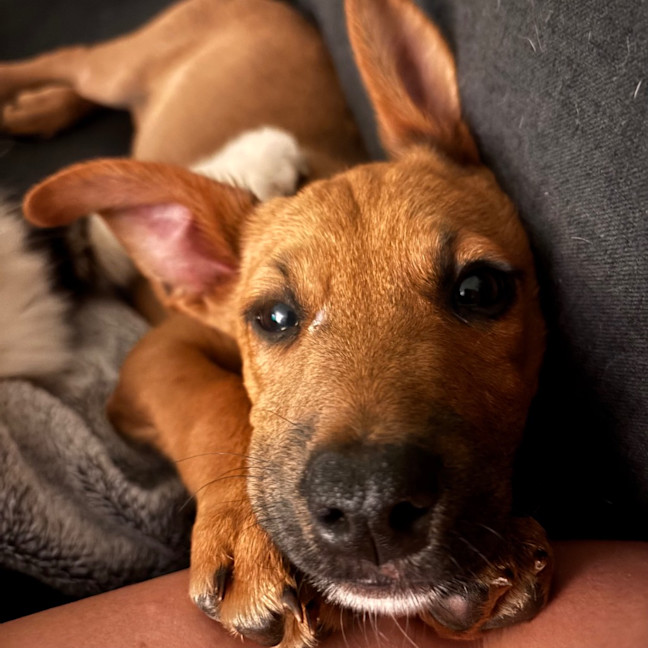 Photo of Buzz