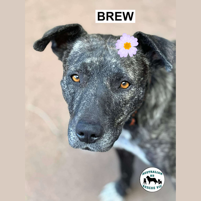 Photo of Brew 