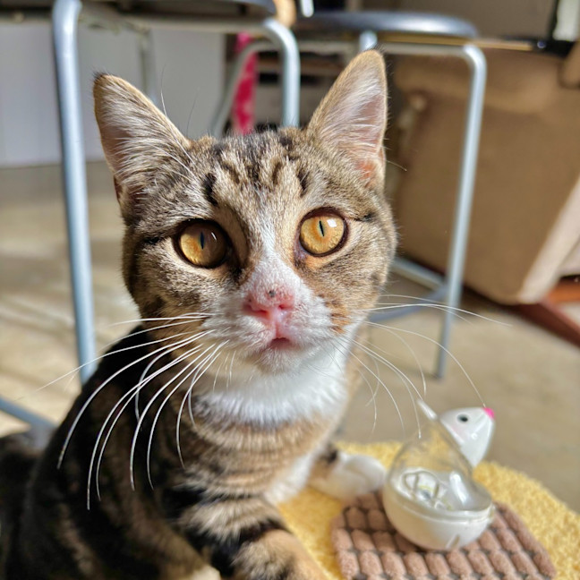 Photo of Pretzel