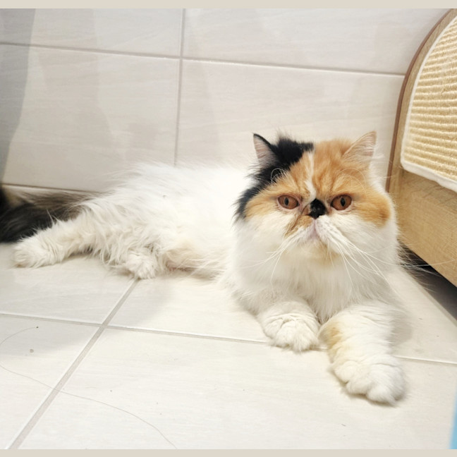 Photo of 🎩Liza Meownelli🎩