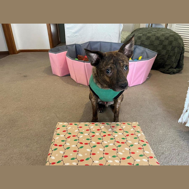 Photo of Horace Silvanus