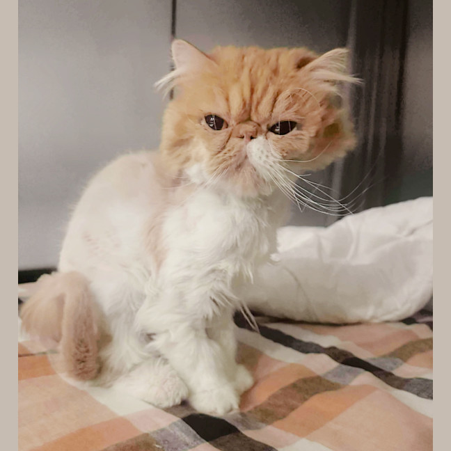 Photo of 😽Linus😽