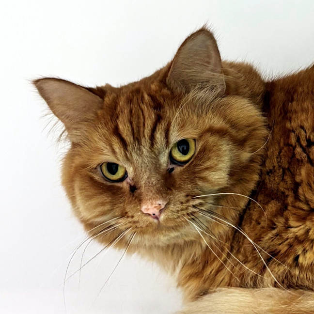 Photo of Ernie Sua014688