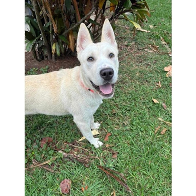 Photo of Paige *$350 Adoption Fee*