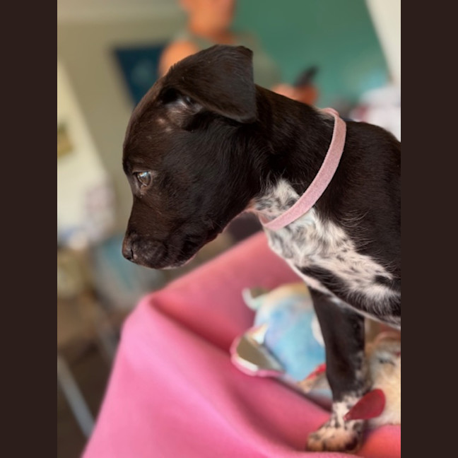 Photo of Cora