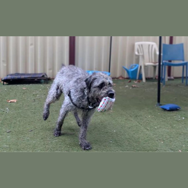 Photo of Sully