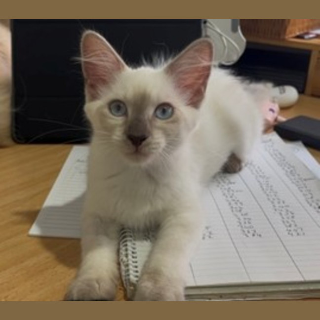 Photo of Willow