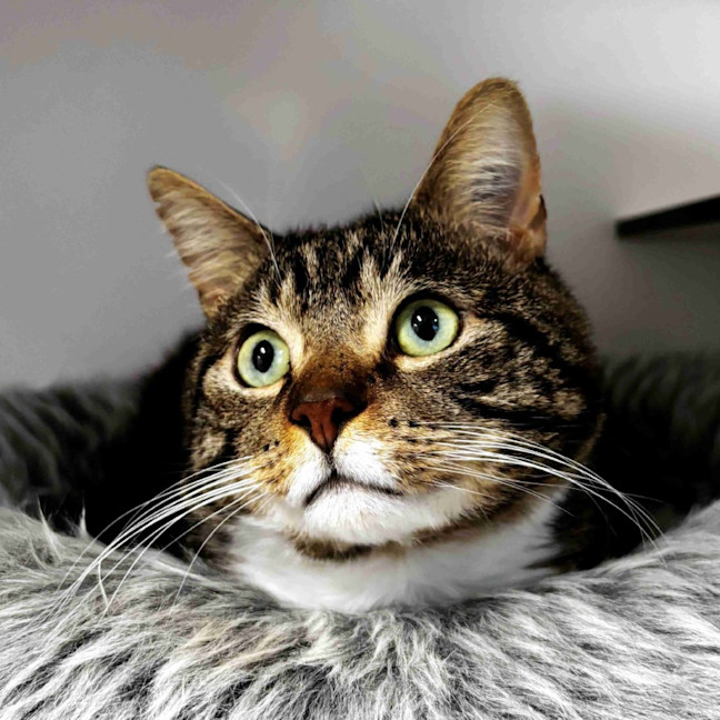Photo of Boris Sta014409