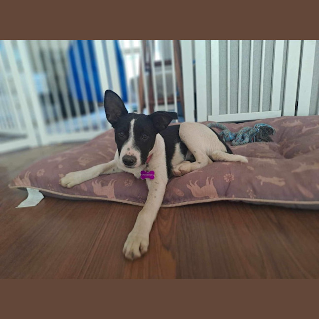 Photo of Bonnie