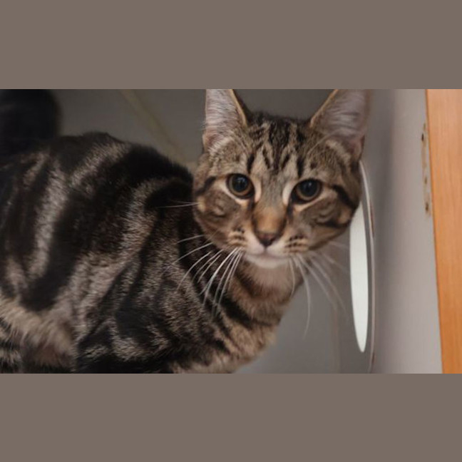 Photo of Archie 