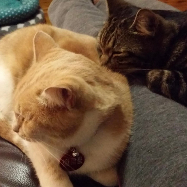 Photo of Rosalee & Sherlock   Assisted Rehome