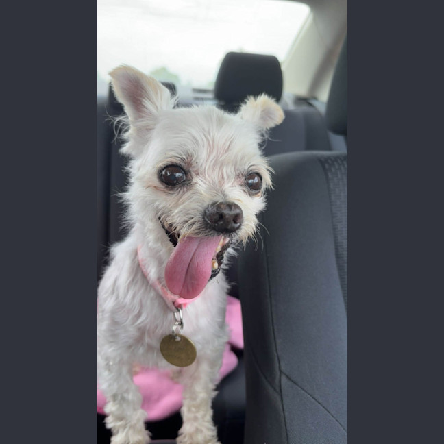 Photo of Fran Drescher