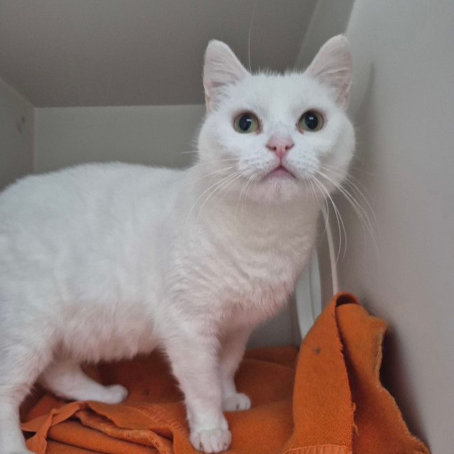 Photo of Lumi 