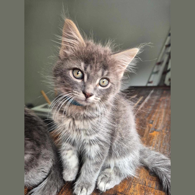Photo of Dusty