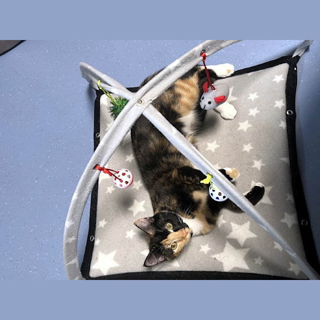 Photo of Dahlia Stk012767