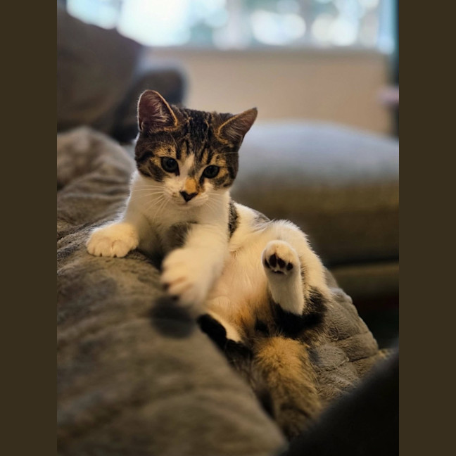 Photo of Acorn   In Foster Care In Northcote