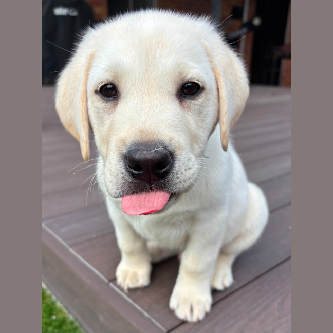 Photo of Alfie   10 Week Old Labrador