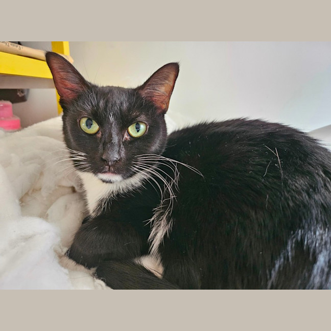 Photo of Puddin