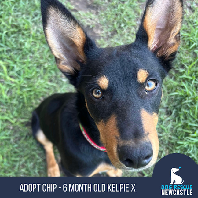 Photo of Chip   6 Month Old Kelpie X (Trial)
