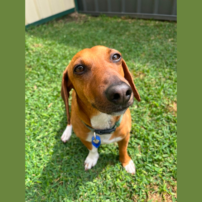 Photo of Harry   3 Year Old Dachshund X Jack Russell