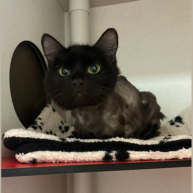 Photo of Gertie