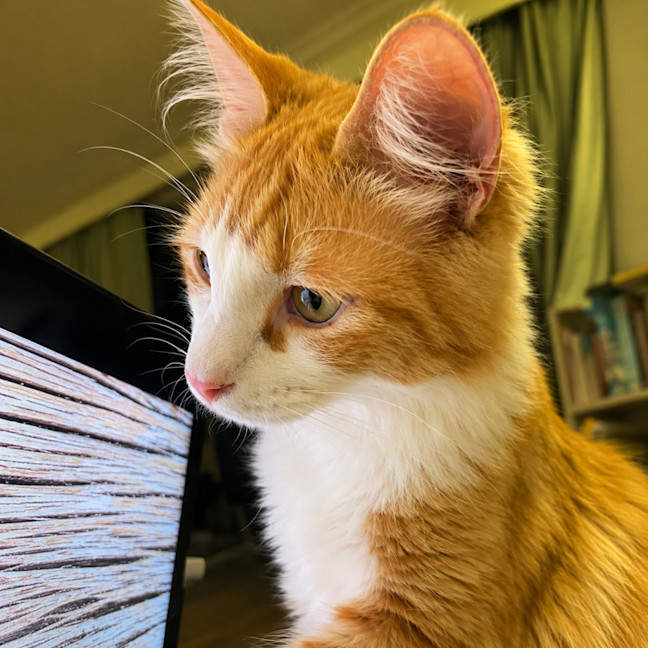 Photo of King Louie *9 Lives Project Rescue*