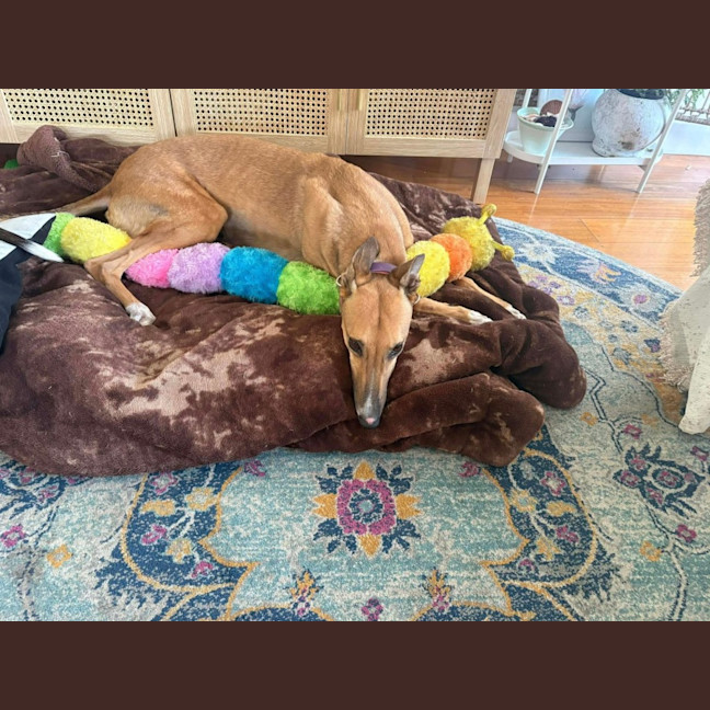 Photo of Cindy Lou Who