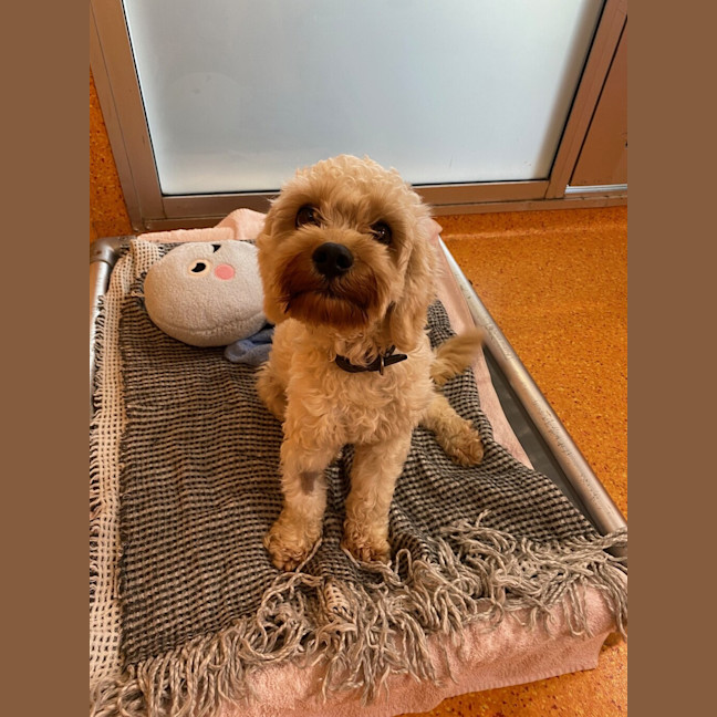 Photo of Teddy