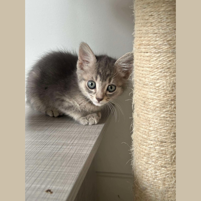 Photo of Captain Meow Gan 
