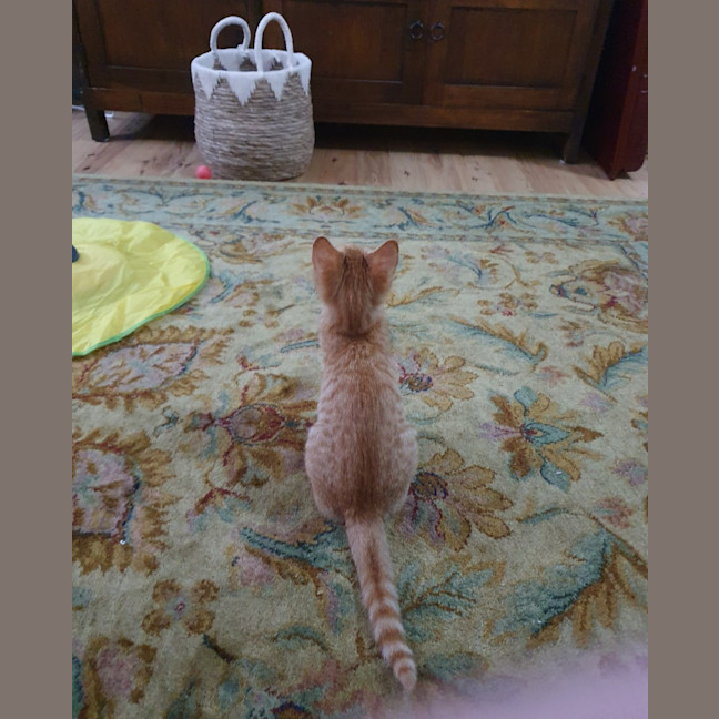 Photo of Pumpkin