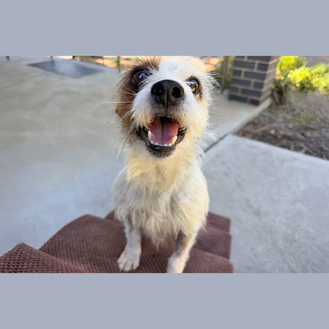 Photo of Pepito
