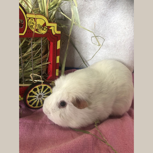 Photo of Snowball (Steve)