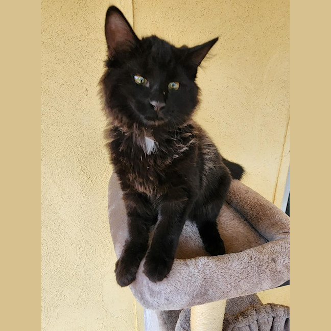Photo of Phoenix