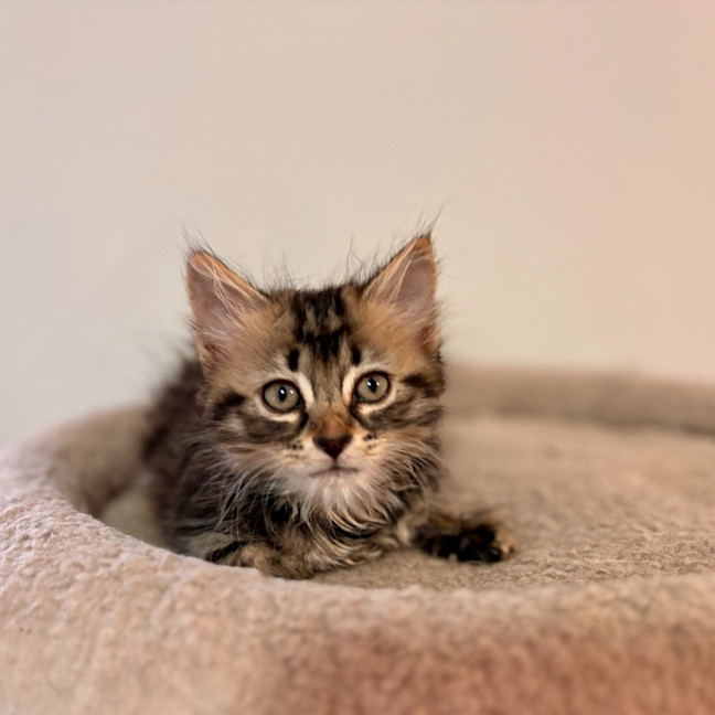 Photo of Zoey Moonlight