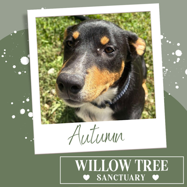 Photo of Autumn