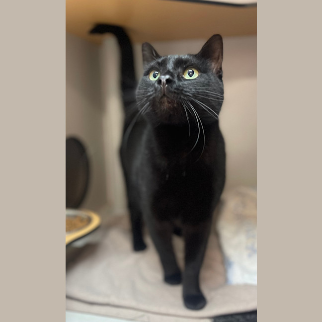 Photo of Soot