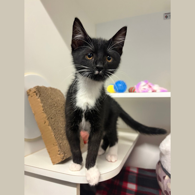 Photo of Kiwi 
