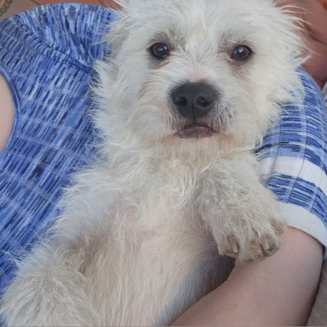 Photo of Archer 
