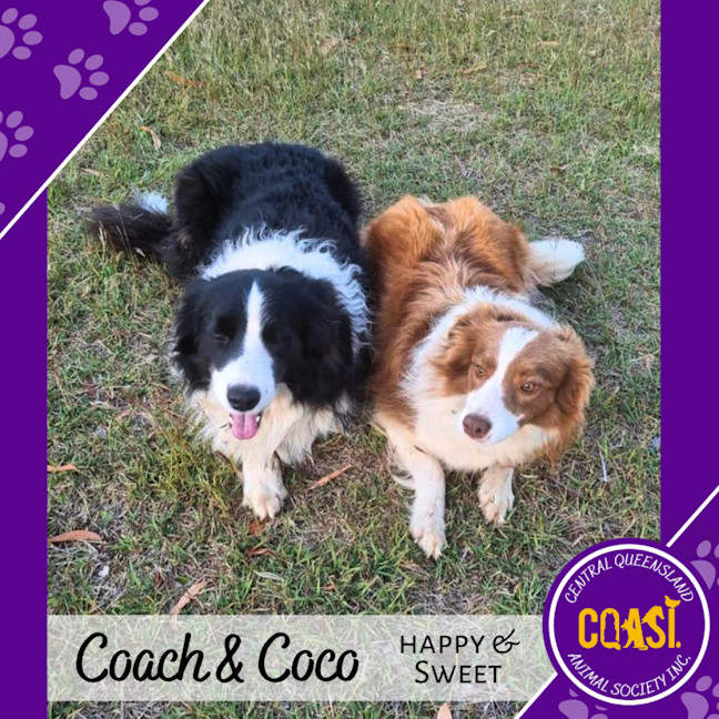 Photo of Coach And Coco